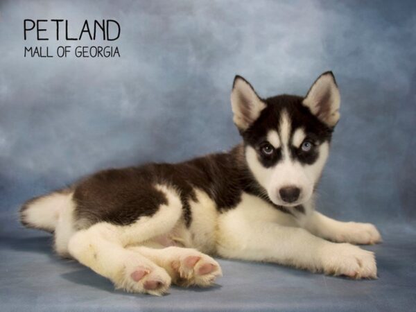 Siberian Husky DOG Male Black / White 2564 Petland Mall of Georgia