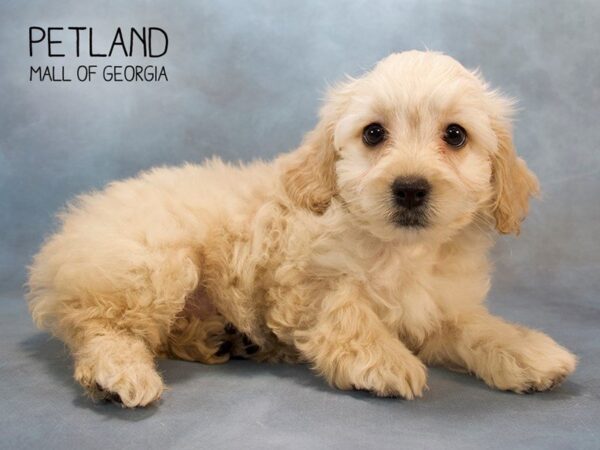 Cockapoo 2nd Generation-DOG-Female-Buff-2599-Petland Mall of Georgia