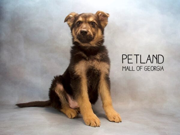 German Shepherd DOG Male Black / Tan 2590 Petland Mall of Georgia