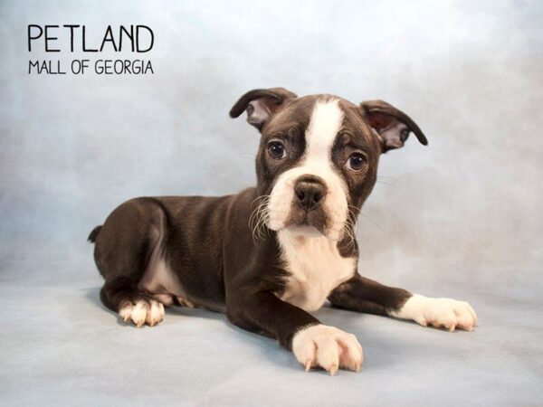 Boston Terrier DOG Male BLACK WHITE 2589 Petland Mall of Georgia