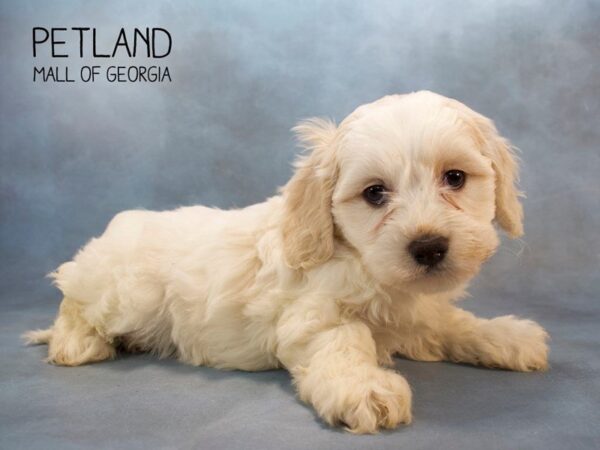 Cavachon DOG Female BLENHEIM WHITE 2582 Petland Mall of Georgia