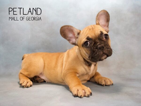 French Bulldog DOG Female FAWN 2580 Petland Mall of Georgia