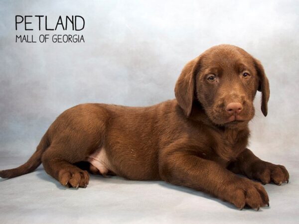 Labrador Retriever DOG Male Chocolate 2578 Petland Mall of Georgia