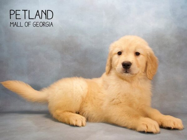 Golden Retriever DOG Male Golden 2573 Petland Mall of Georgia