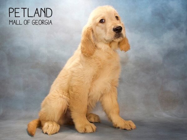 Golden Retriever DOG Female Golden 2572 Petland Mall of Georgia