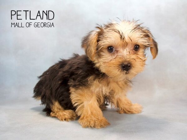 Morkie DOG Female BLK & TN 2569 Petland Mall of Georgia