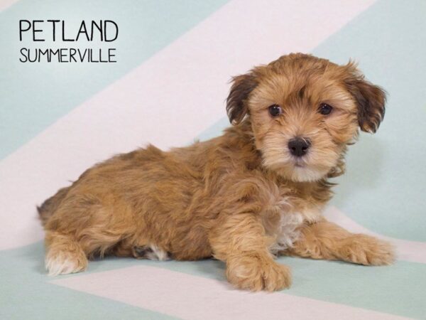 Morkie DOG Male beige 2690 Petland Mall of Georgia