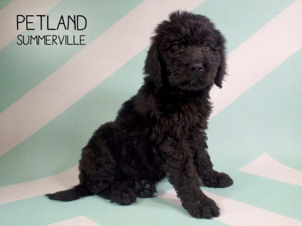 Goldendoodle DOG Male Black 2684 Petland Mall of Georgia