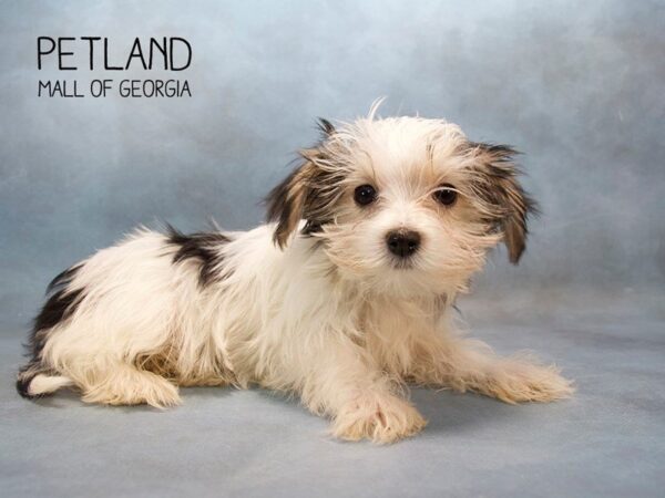 Biewer Yorkshire Terrier-DOG-Male-BLK & TN:PRTI-2605-Petland Mall of Georgia