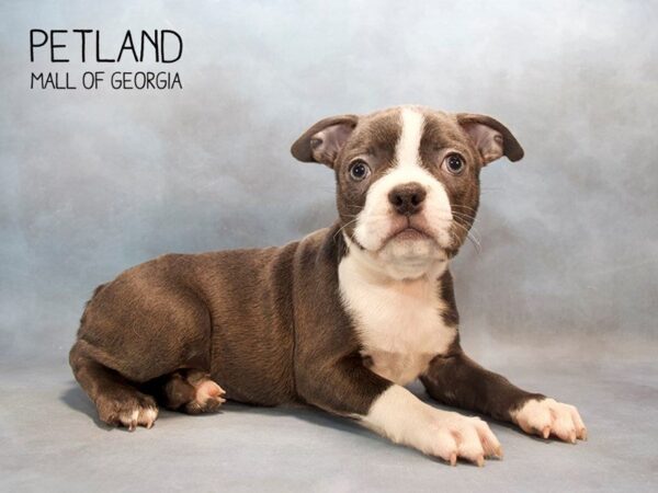 Boston Terrier DOG Female Blue White 2620 Petland Mall of Georgia