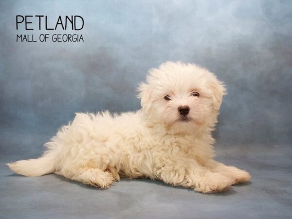 Maltese DOG Male WHITE 2621 Petland Mall of Georgia