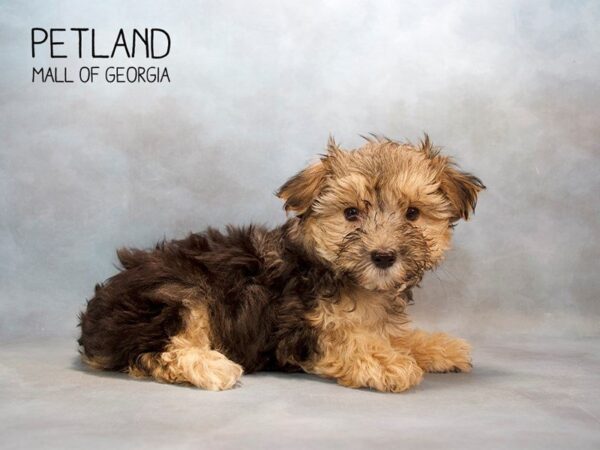 Morkie DOG Male Black 2624 Petland Mall of Georgia