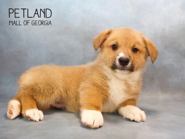 Pembroke Welsh Corgi DOG Male Red / White 2627 Petland Mall of Georgia