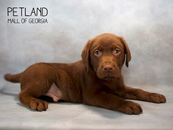 Labrador Retriever DOG Male Chocolate 2632 Petland Mall of Georgia