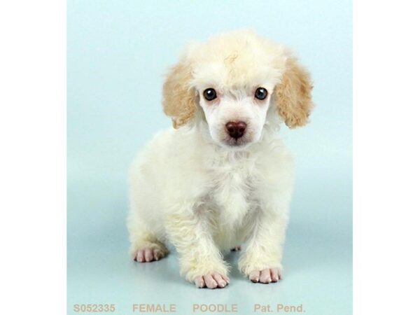 Miniature Poodle DOG Female CR 2545 Petland Mall of Georgia