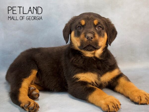 Rottweiler DOG Female 2648 Petland Mall of Georgia