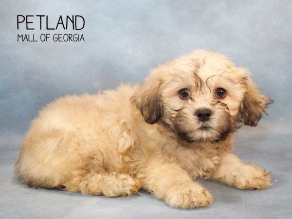 Teddy Bear DOG Male BROWN WHITE 2655 Petland Mall of Georgia