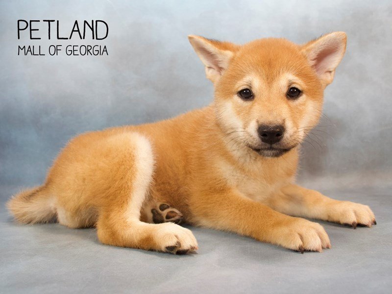 Shiba Inu Puppy Brown ID:2671 Located at Petland Mall of Georgia