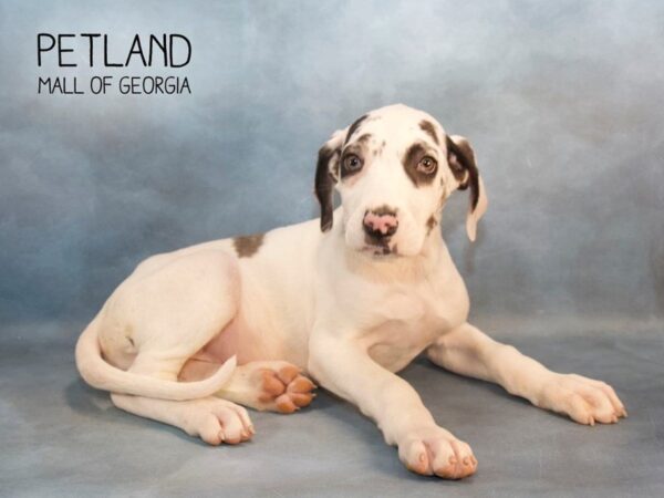 Great Dane DOG Female White 2674 Petland Mall of Georgia