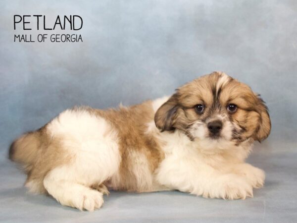 Shihpoo-DOG-Male-Sable-2677-Petland Mall of Georgia