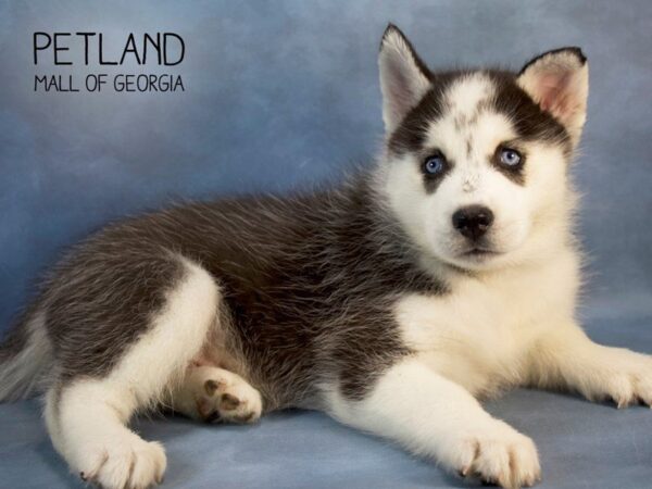 Siberian Husky DOG Male Black / White 2678 Petland Mall of Georgia