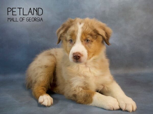 Australian Shepherd DOG Male Red Merle 2679 Petland Mall of Georgia