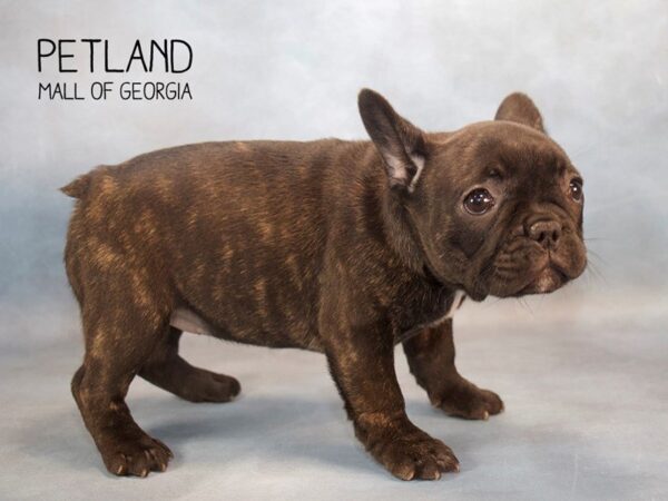 French Bulldog DOG Female Brindle 2681 Petland Mall of Georgia