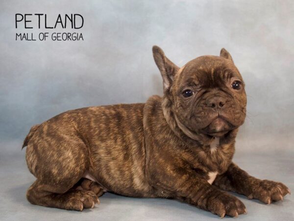 French Bulldog DOG Male Brindle 2682 Petland Mall of Georgia