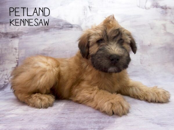 Soft Coated Wheaten Terrier DOG Male Wheaten 2694 Petland Mall of Georgia