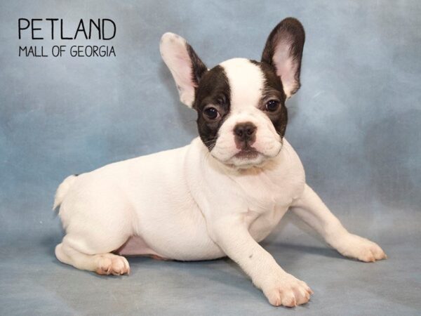 French Bulldog DOG Female Blk:Pbld 2726 Petland Mall of Georgia