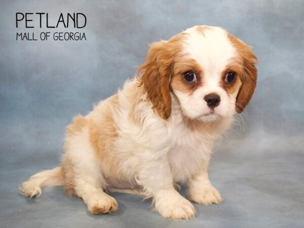 Cavalier King Charles Spaniel DOG Female Bheim 2725 Petland Mall of Georgia