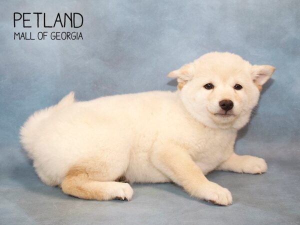 Shiba Inu DOG Female Cream 2717 Petland Mall of Georgia