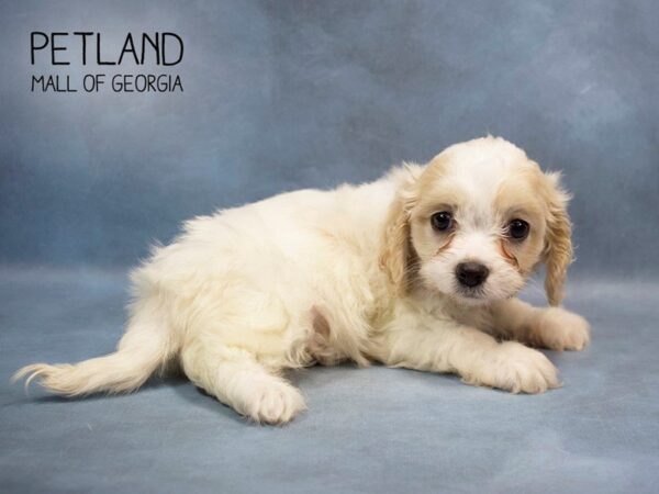 Cavachon DOG Female BLENHEIM 2764 Petland Mall of Georgia