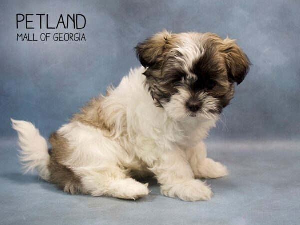 Malshih-DOG-Female-brown white-2762-Petland Mall of Georgia