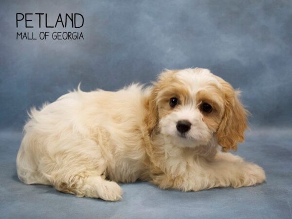 Cavachon DOG Female BLENHEIM 2760 Petland Mall of Georgia