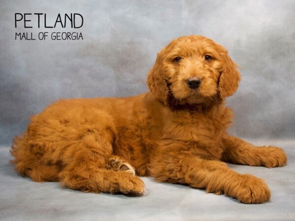 Goldendoodle DOG Male red 2758 Petland Mall of Georgia