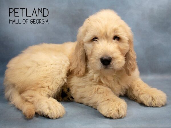 Goldendoodle DOG Female Golden 2757 Petland Mall of Georgia