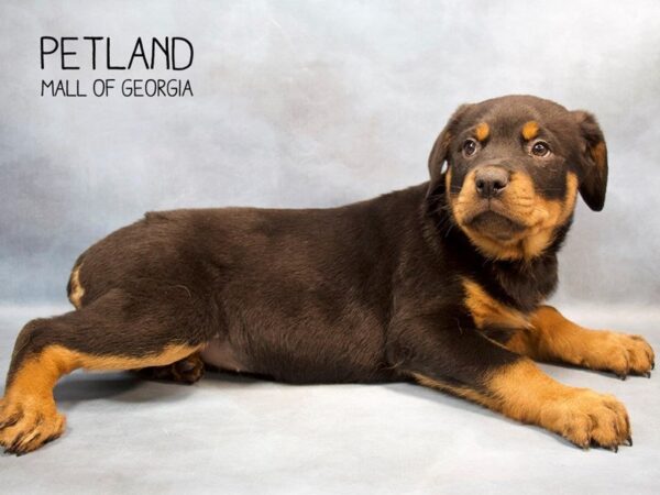 Rottweiler DOG Female Black Tan 2756 Petland Mall of Georgia