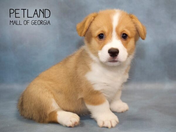 Pembroke Welsh Corgi DOG Male rd & wh 2755 Petland Mall of Georgia