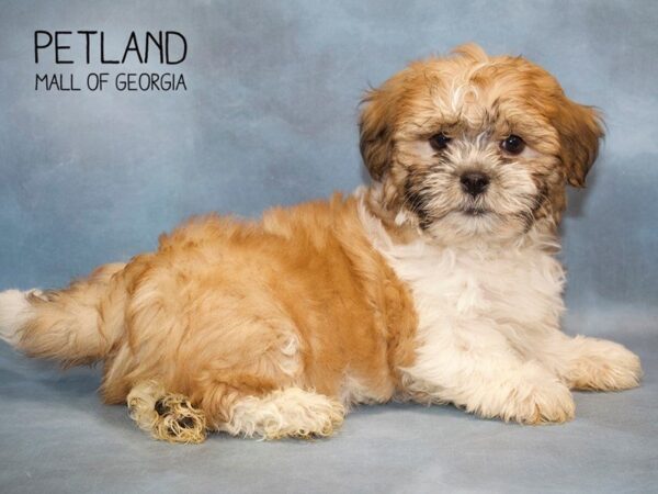 SilkyChon-DOG-Male-GLD & WH-2753-Petland Mall of Georgia