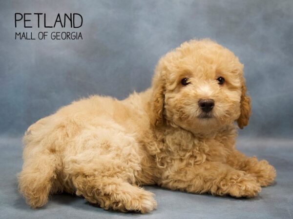 Miniature Poodle DOG Male Apricot 2745 Petland Mall of Georgia