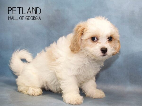 Cavachon DOG Female Blenheim 2744 Petland Mall of Georgia