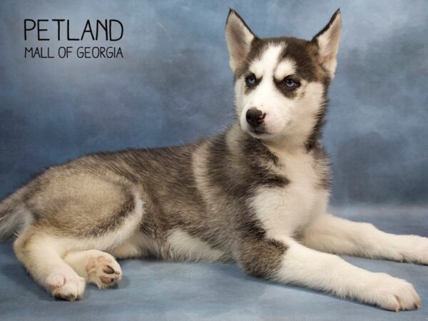 Siberian Husky DOG Female Black / White 2741 Petland Mall of Georgia