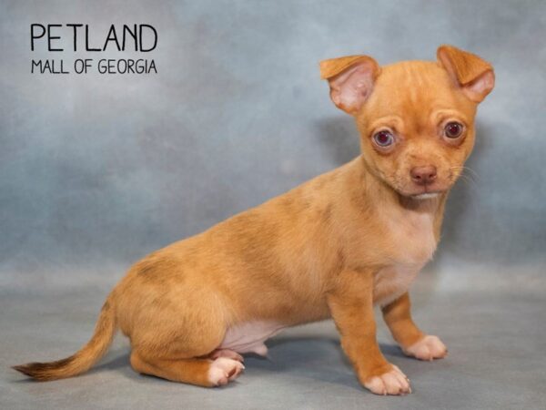 Chihuahua DOG Male Fawn Merle 2739 Petland Mall of Georgia