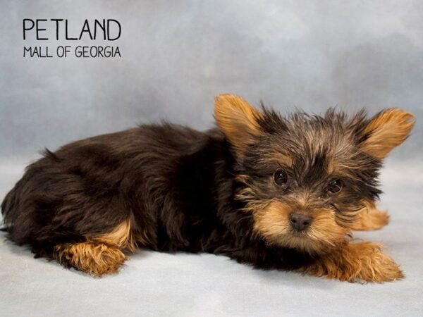 Yorkshire Terrier DOG Female Black / Tan 2738 Petland Mall of Georgia