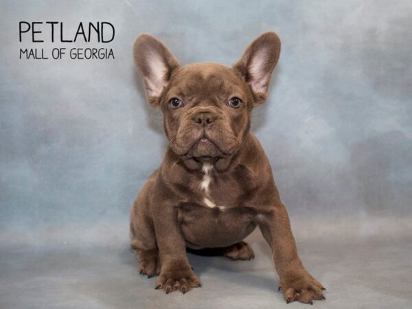 French Bulldog DOG Female Blue 2787 Petland Mall of Georgia