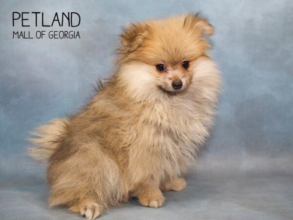 Pomeranian DOG Male Chocolate Sable 2785 Petland Mall of Georgia