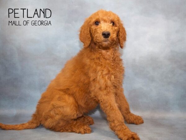 Goldendoodle 2nd Gen DOG Male Red 2778 Petland Mall of Georgia