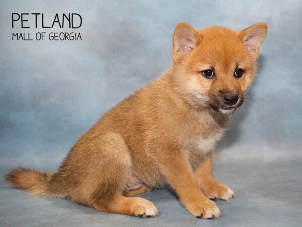 Shiba Inu DOG Male Brown 2825 Petland Mall of Georgia