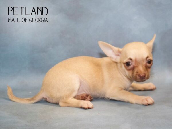 Chihuahua DOG Female Fawn 2821 Petland Mall of Georgia